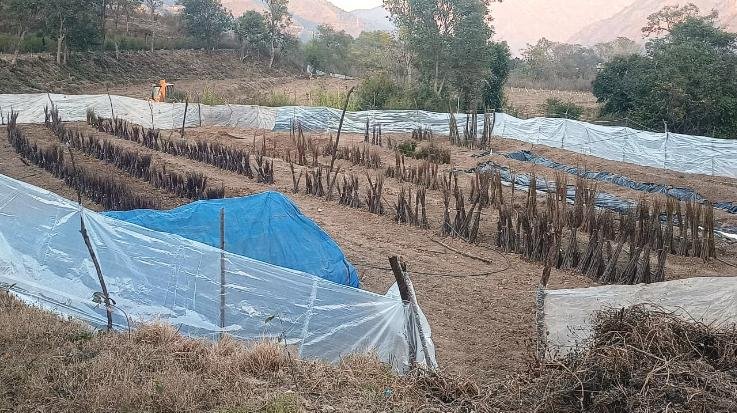 Solan: 13121 plants sold on the second day in the sale of temperate fruit plants of Nauni University.