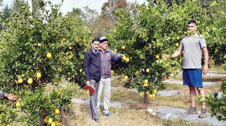 Jaisinghpur: Tarehal of Jaisinghpur area created its identity as 'fruit village'