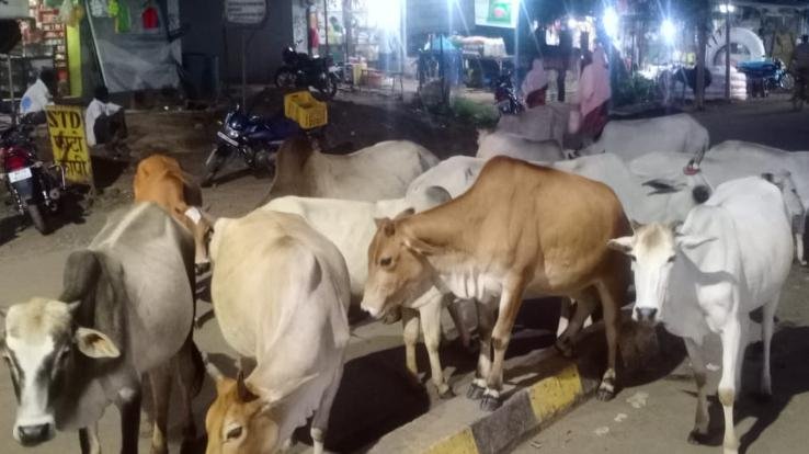 Hamirpur: Now stray animals will not be seen in Sujanpur city, MLA inaugurated cow shed.