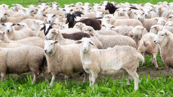 38 thousand sheep and goats will get life insurance in Himachal