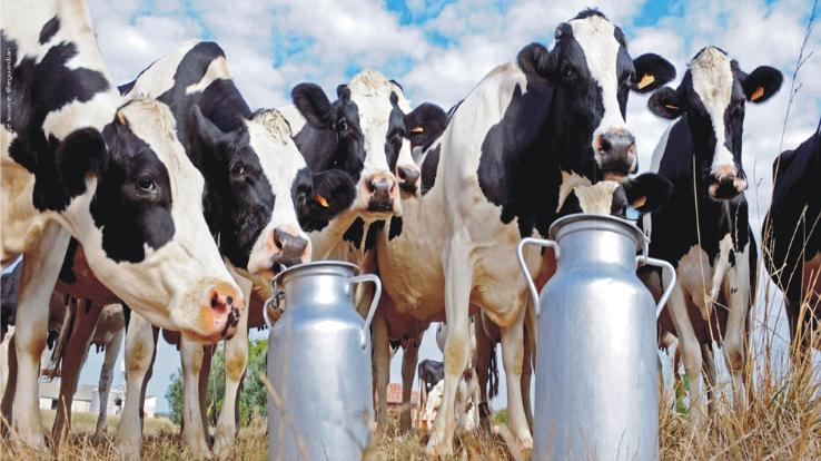 Himachal: NABARD will give a loan of Rs 250 crore to Sukhu government for dairy development.