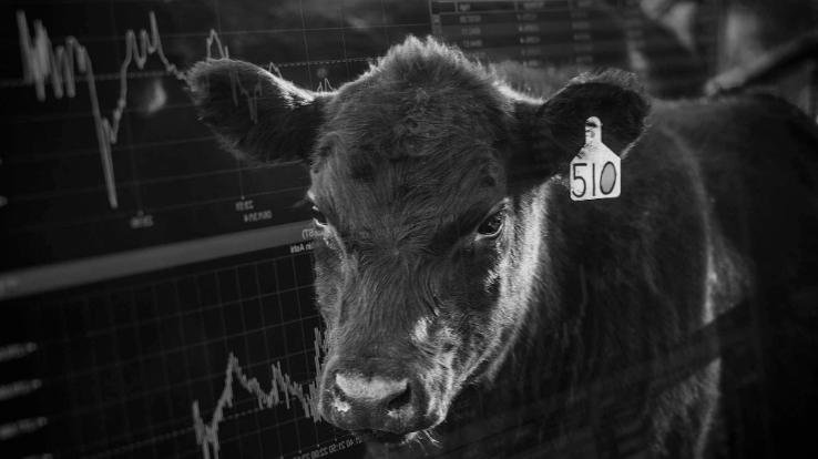 कान काट कर टैगिंग करने से पशु हो रहे कमज़ोर, पशुपालकों ने जताया विरोध 