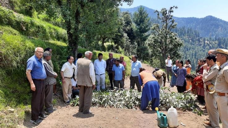 Successful demonstration of absinthe cultivation in Kullu's coat.