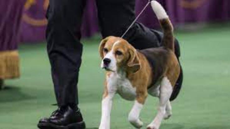 Solan: Dog show to be organized at Maa Shoolini fair on June 23