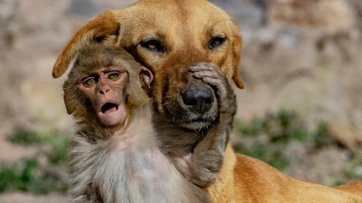 प्रकाश बादल की तस्वीरों ने बटोरी सुर्खियां