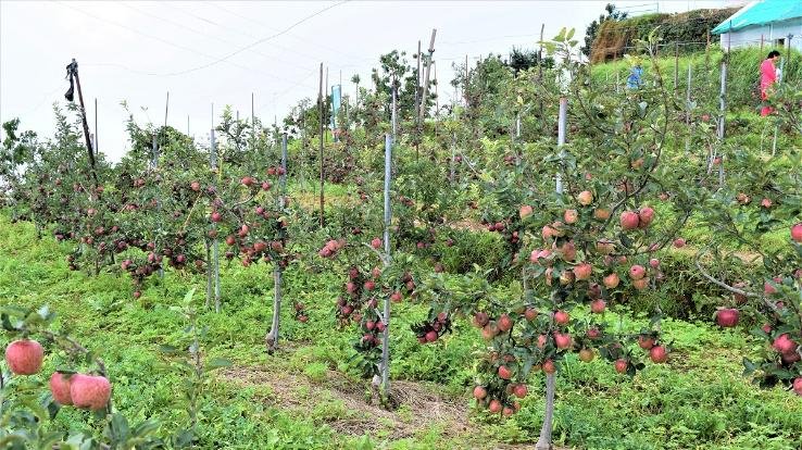 Horticulture development project in Himachal gets four months extension from World Bank