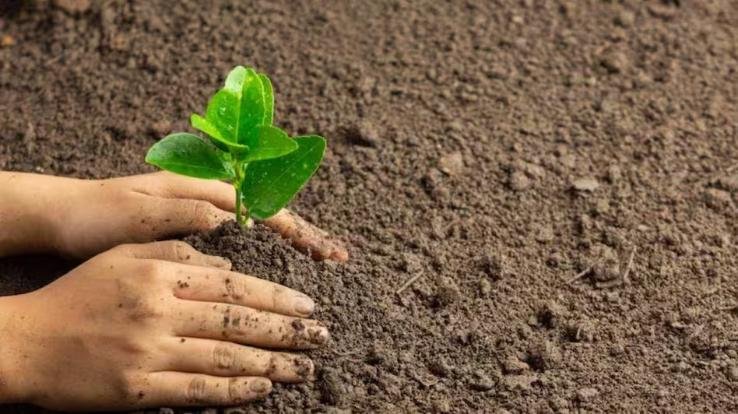 NHAI starts plantation campaign in the name of Ek Buta Maa in the state, 50,000 saplings will be planted