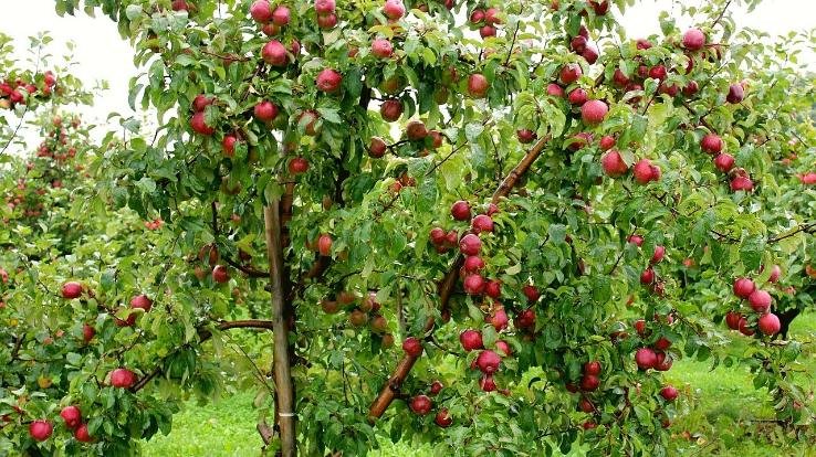 Meeting of Agriculture, Horticulture and Industry Committee of District Council in Shimla.