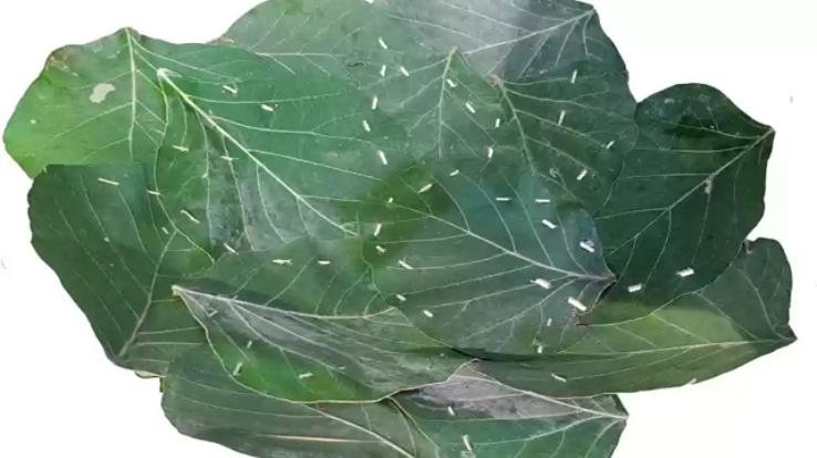 From now on, langar will be available in Taur pattal in Shimla's historical temple Taradevi, district administration took the decision.