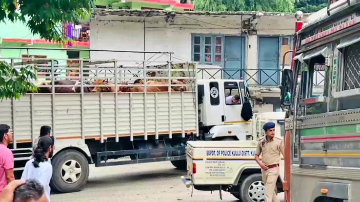 Police recovered 2 trucks full of cattle in Manali, case registered