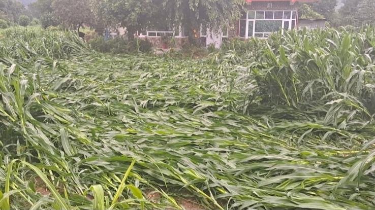Kunihar: Wind along with rain ruined the maize crop, farmers raised demand for compensation from the government.