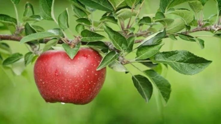 Sweetness of Himachali apple fades due to weather