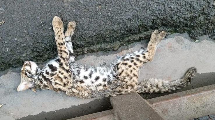 Shimla: Dead leopard cub found near IGMC doctor hostel, atmosphere of fear among people