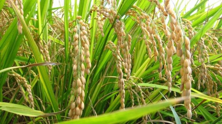 Government will buy paddy from farmers in Himachal at this rate