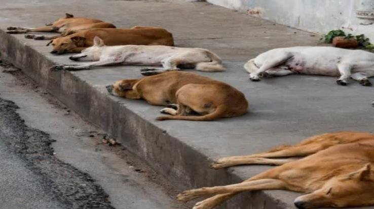 79 thousand stray dogs will be vaccinated in the state, campaign will also be run for sterilization