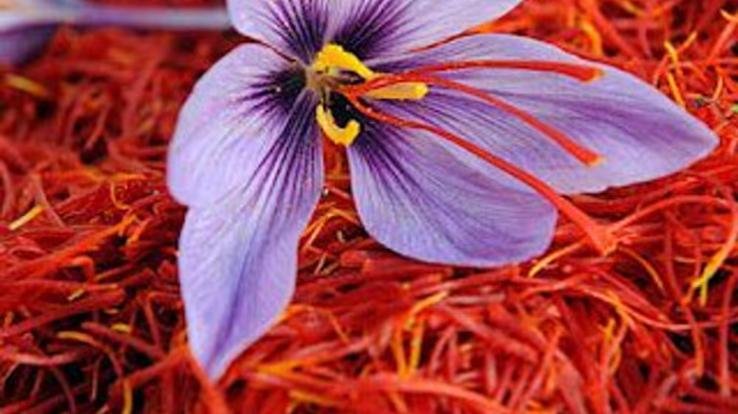 Everyone was surprised by preparing saffron in the apple orchard, know the whole matter