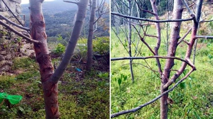 Himachal: Due to drought, bark of apple plants starts falling off, danger of cancer