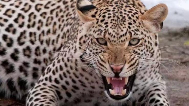 Shimla: Leopard seen roaring in the courtyard of the house in Kotkhai, people panic