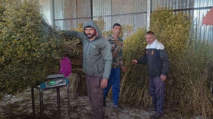 Padhar: Flower cultivation in the mountains is changing the lives of farmers.