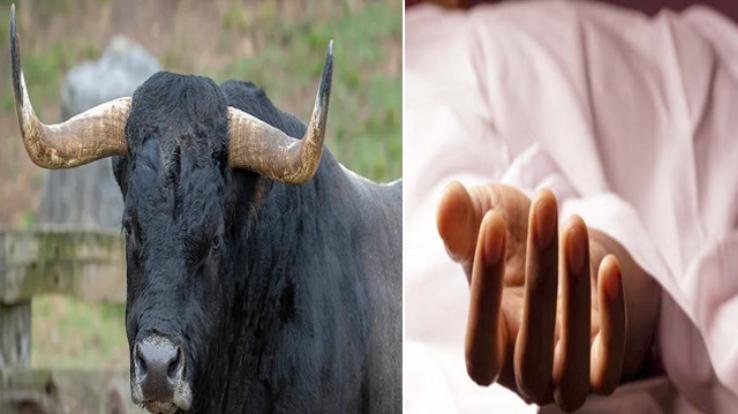 Una: 19 year old youth died due to bull attack, friend saved his life by running away