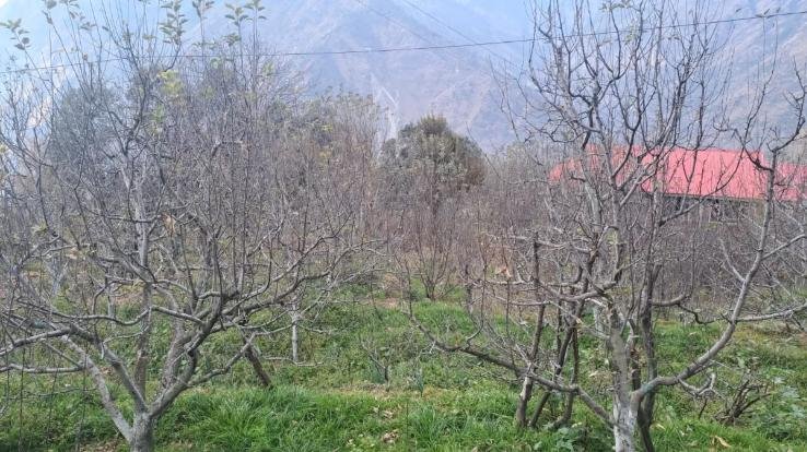 Orchards drying up without rain in Himachal, apple production in danger due to lack of chilling hours