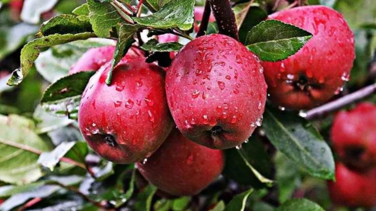 Apple production per hectare decreased by 50% in Himachal in 13 years