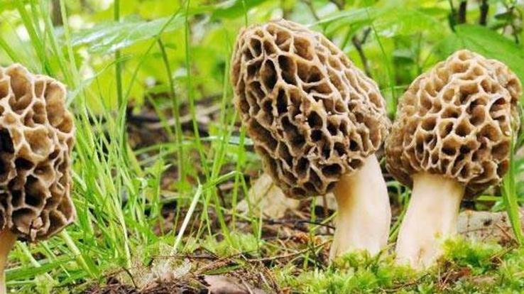 Hamirpur: Demand for Pahari Gucchi has increased, it is being sold at Rs 900 per 50 grams.