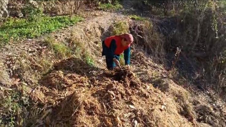 Mandi: Cow dung purchase started at the rate of Rs 3 per kg in Karsog