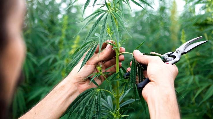 In principle approval for hemp cultivation in Himachal, agriculture department will study