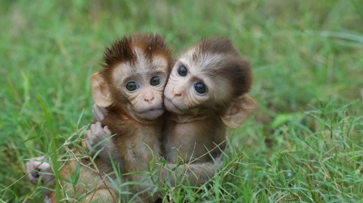 Monkey census will be done once again in Himachal, questions were raised on the previous report, counting will be done again in June