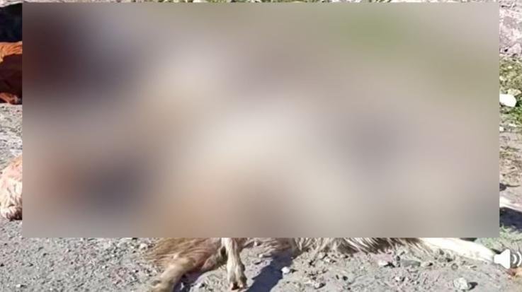 High- speed- taxi- wreaks- havoc -in- Kullu,- 12 -sheep -and -goats- including -a -shepherd -die