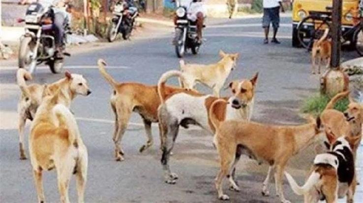 High Court strict on attacks by stray dogs and monkeys, sought affidavit on census survey