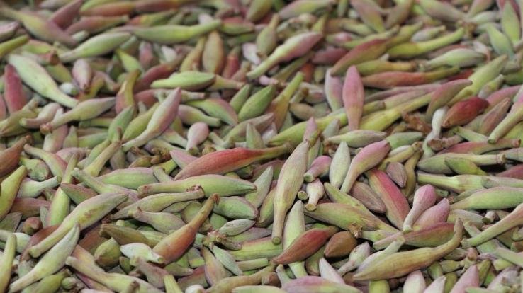 जंगलों की ओर रुख कर रहे लोग! जाने वजह