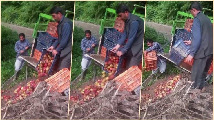 Gardeners_are_troubled_by_the_disaster_due_to_the_closure_of_HPMC_center_gardeners_are_forced_to_throw_away_apples