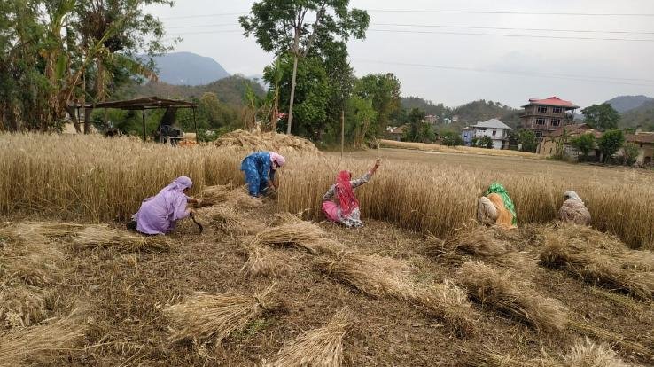 एपीएमसी सोलन ने सोलन सहित अन्य जिलों में विक्रय किए 4000 मीट्रिक टन मटर