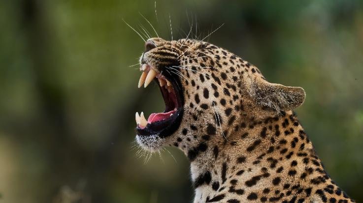 Una_Leopard_attacks_people_working_in_fields_six_injured