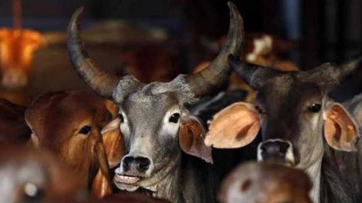 Solan_A_man_from_UP_was_caught_smuggling_cows_10_dead_and_2_live_bulls_were_seized.