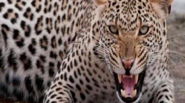 दिन दहाड़े तेंदुए ने गाय को बनाया शिकार 