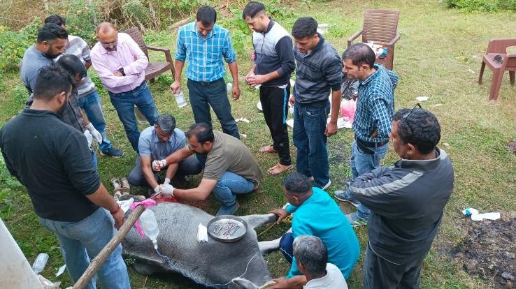 Dehra_Cow_undergoes_successful_operation_in_Kherian_local_people_bear_the_expenses