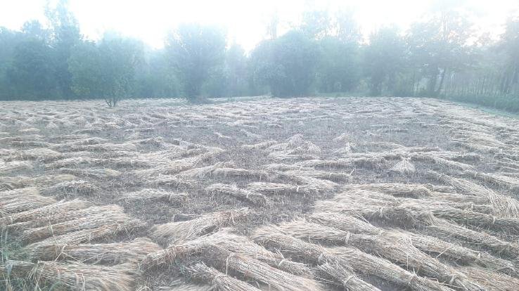 ओलावृष्टि व तूफान से बढ़ी किसानों की मुश्किलें