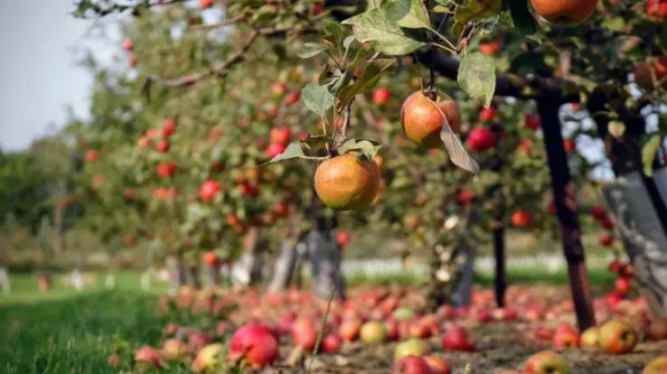 Himachali_orchardists_suffer_another_setback_as_import_duty_on_American_apples_also_reduced