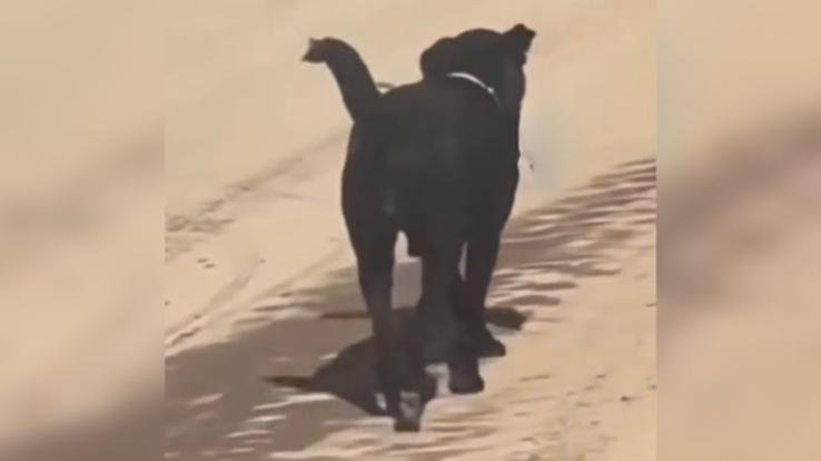 Shimla: Negligence of health department, dog seen roaming in hospital with human organ