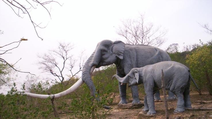 State's elephant corridor to be built in Sirmaur; crops will not be damaged.