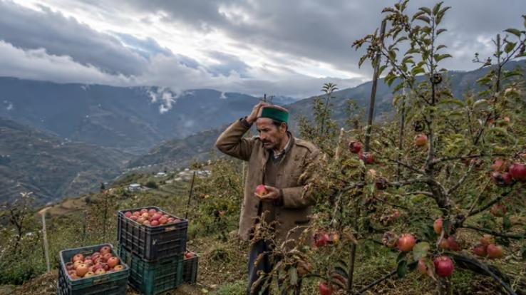 Apple trade halved due to weather impact; Himachal suffers ₹1,000 crore loss.
