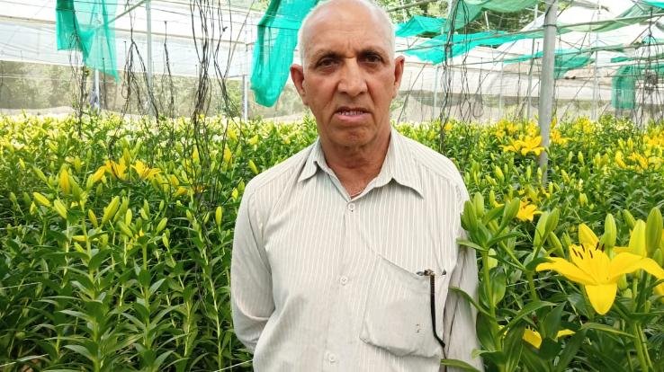 लाखों रुपए के फूलों की तैयार फसल की कंपोस्ट खाद बनाने के लिए मजबूर किसान 