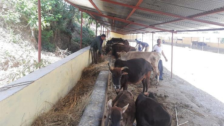 1999 से गौवंश की सेवा में लगी है ठाकुर हरिदास मैमोरियल गऊ सेवा समिति