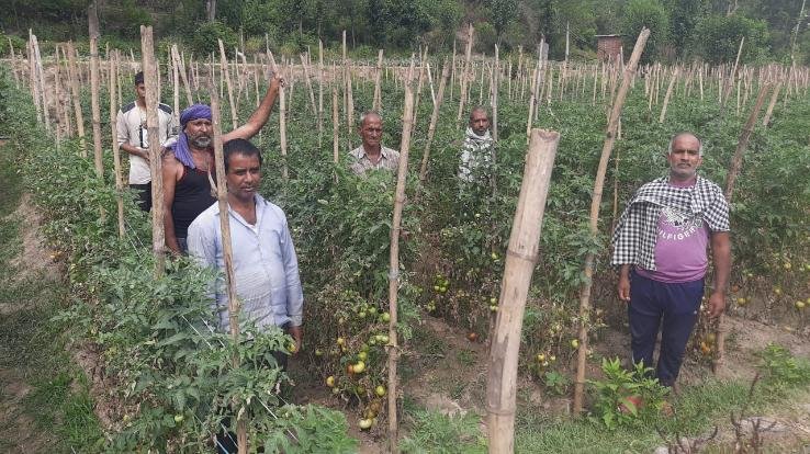 टमाटर एवं अन्य मौसमी सब्जियां रोग ग्रस्त होने से बढ़ी किसानों की चिंता
