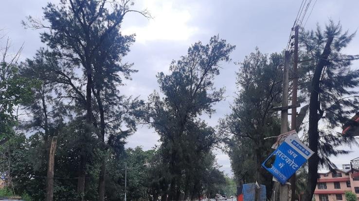 कुनिहार जनपद में सफेदा व पॉपुलर के विकराल पेड़ो के कारण कभी भी हो सकता है बड़ा हादसा