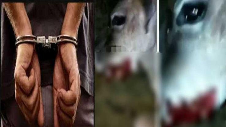 पकड़ा गया गाय को विस्फोट से घायल करने वाला आरोपी