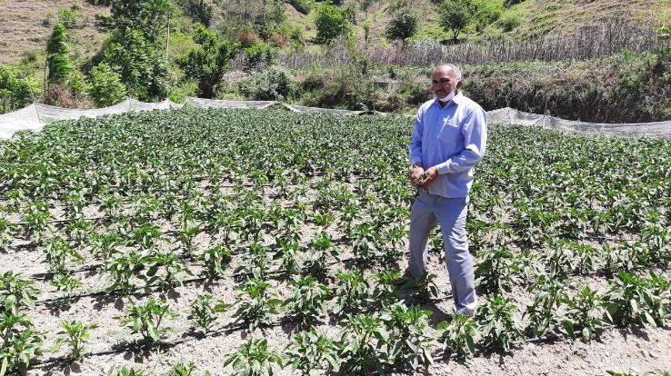 प्राकृतिक खेती कर किसान रोशन लाल ने पेश की मिसाल